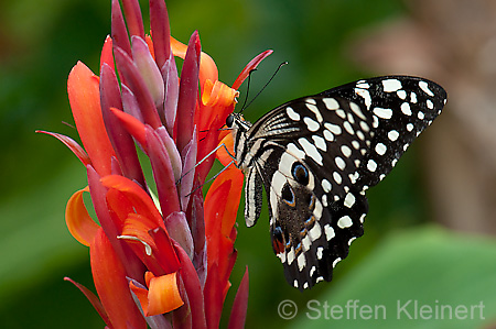 103 Afrikanischer Schwalbenschwanz - Papilio demedocus